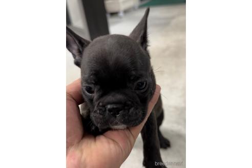 成約済の福岡県のフレンチブルドッグ-216184の5枚目