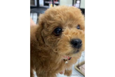 成約済の福岡県のトイプードル-217476の2枚目