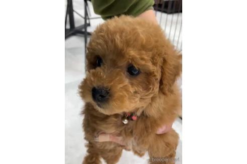 成約済の福岡県のトイプードル-217476