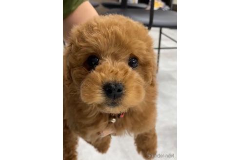 成約済の福岡県のトイプードル-217476の3枚目