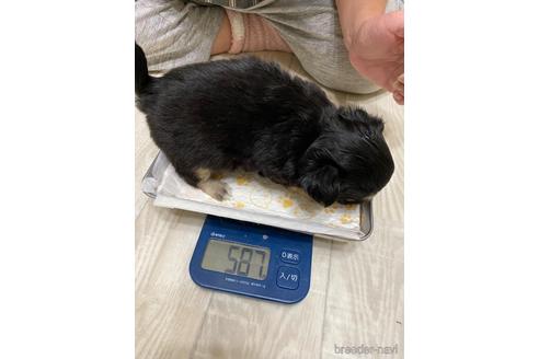 成約済の愛媛県のチワワ(ロングコート)-215704の3枚目