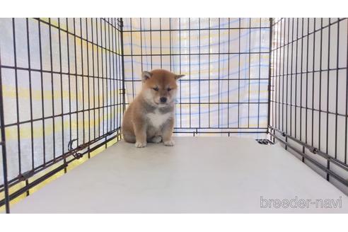 成約済の茨城県の柴犬-221061の1枚目