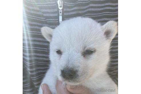 成約済の福島県の北海道犬-221109の4枚目