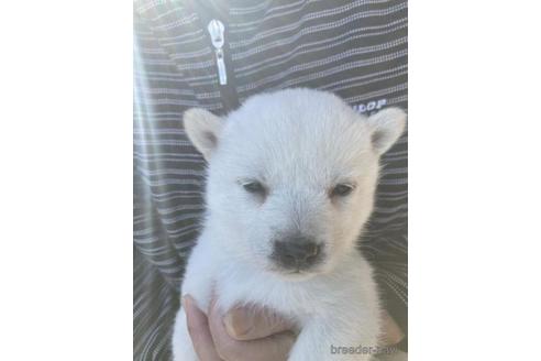 成約済の福島県の北海道犬-221109の3枚目