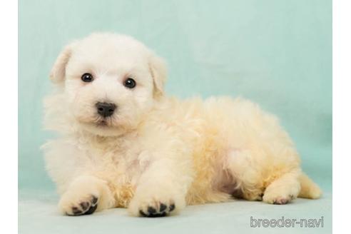 成約済の千葉県のマルプー:マルチーズ×トイプードル-221113の2枚目