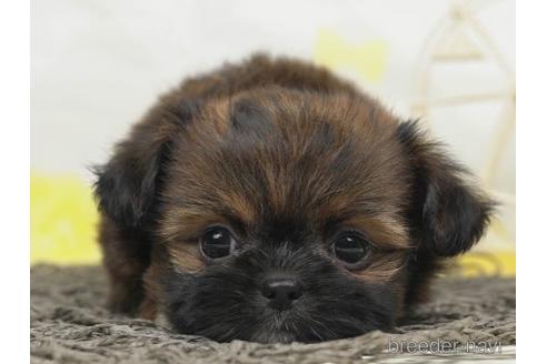 成約済の千葉県のミックス犬-221115の1枚目