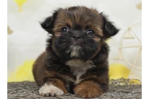 成約済の千葉県のミックス犬-221115の3枚目