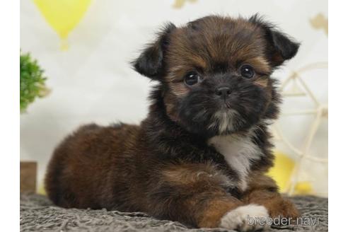 成約済の千葉県のミックス犬-221115の4枚目