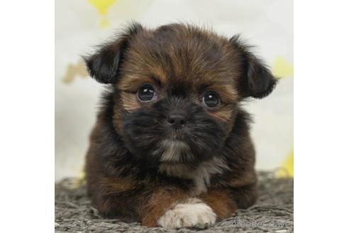 成約済の千葉県のミックス犬-221115の5枚目