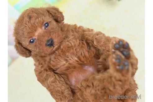 成約済の千葉県のトイプードル-221117の1枚目