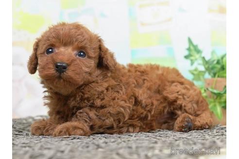 成約済の千葉県のトイプードル-221117の4枚目