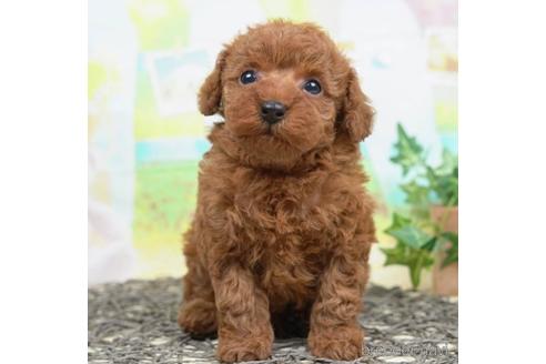 成約済の千葉県のトイプードル-221117の3枚目