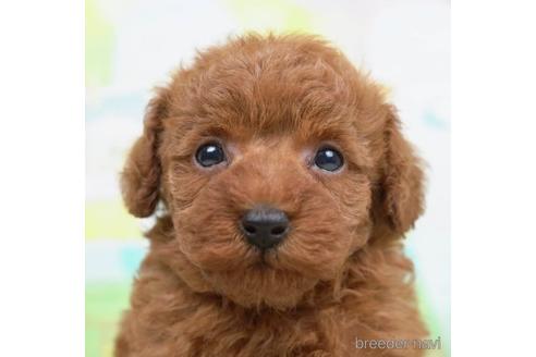 成約済の千葉県のトイプードル-221117の5枚目