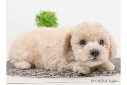 成約済の千葉県のビションプー:ビションフリーゼ×トイプードル-221118の1枚目