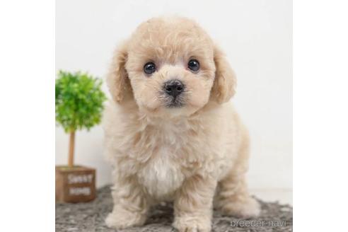 成約済の千葉県のビションプー:ビションフリーゼ×トイプードル-221118の4枚目