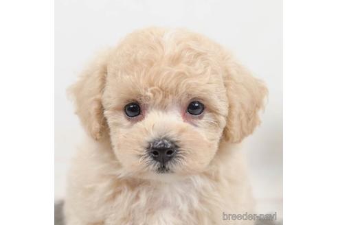 成約済の千葉県のビションプー:ビションフリーゼ×トイプードル-221118の3枚目