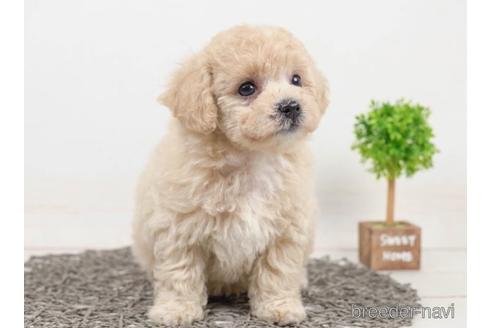 成約済の千葉県のビションプー:ビションフリーゼ×トイプードル-221118の5枚目