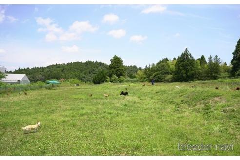 成約済の千葉県のビションプー:ビションフリーゼ×トイプードル-221118の2枚目