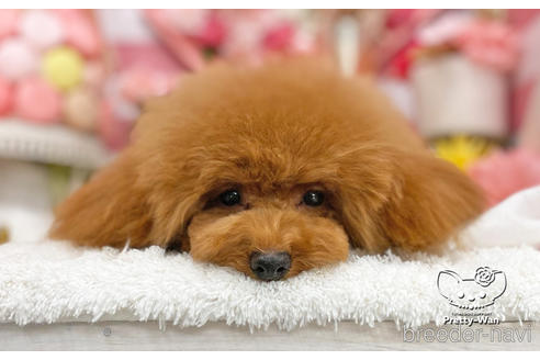 成約済の愛知県のタイニープードル-200703の3枚目