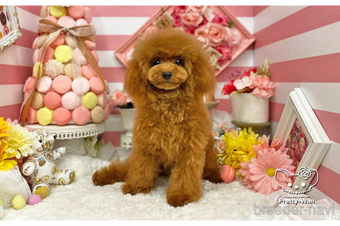 成約済の愛知県のタイニープードル-200703の1枚目