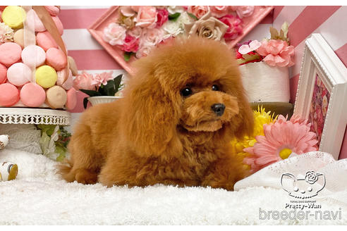 成約済の愛知県のタイニープードル-200703の2枚目