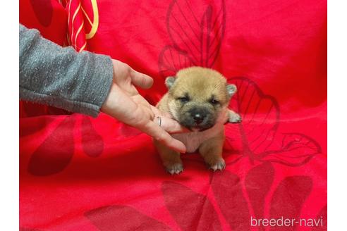 成約済の奈良県の豆柴-221156の1枚目