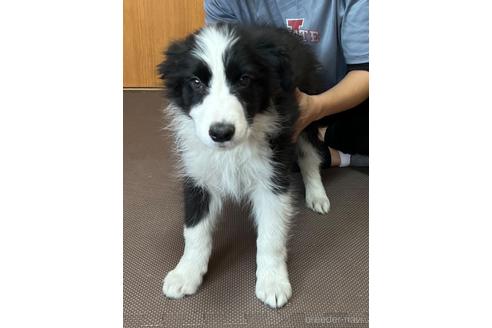 成約済の東京都のボーダーコリー-221179の6枚目