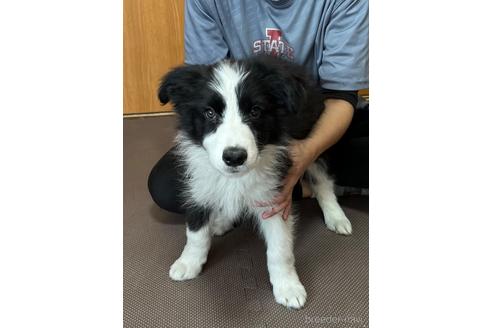 成約済の東京都のボーダーコリー-221179の7枚目