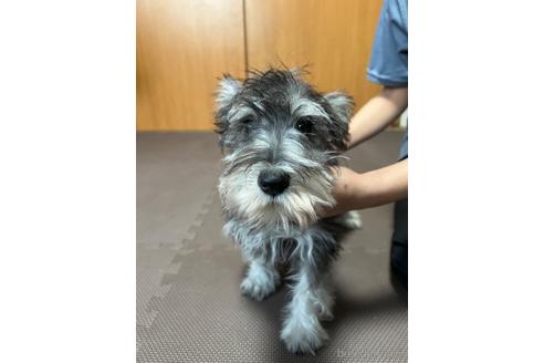 成約済の東京都のミニチュアシュナウザー-221182の8枚目
