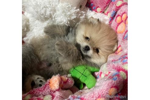 成約済の福岡県のポメラニアン-221220の14枚目