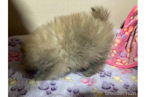 成約済の福岡県のポメラニアン-221220の7枚目