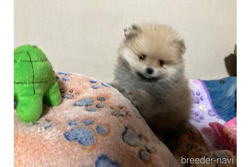 成約済の福岡県のポメラニアン-221220の5枚目