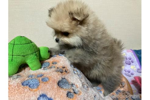 成約済の福岡県のポメラニアン-221220の4枚目