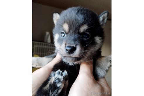 成約済の千葉県の柴犬-218277の1枚目