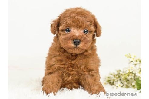 成約済の千葉県のトイプードル-221256の3枚目