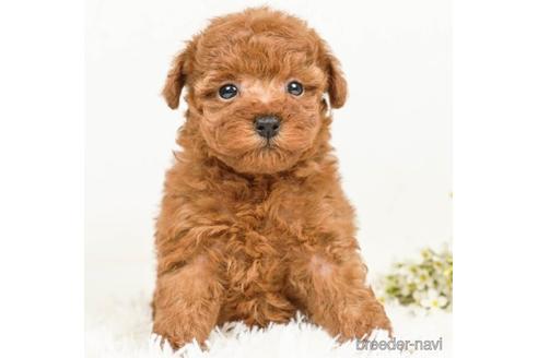 成約済の千葉県のトイプードル-221256