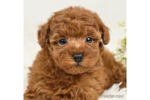 成約済の千葉県のトイプードル-221256の5枚目