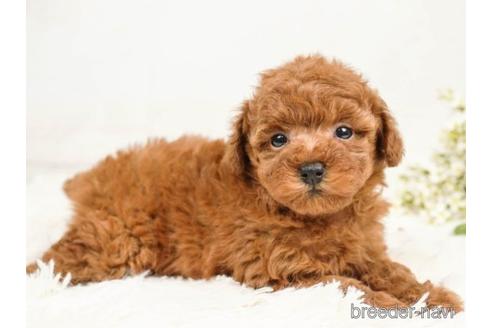 成約済の千葉県のトイプードル-221256の4枚目