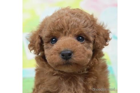 成約済の千葉県のトイプードル-221257