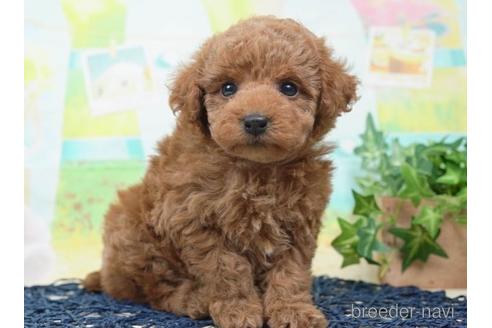 成約済の千葉県のトイプードル-221257の2枚目