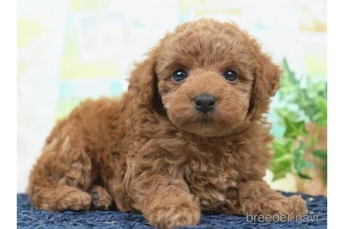 成約済の千葉県のトイプードル-221257の3枚目