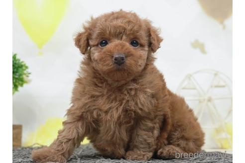 成約済の千葉県のトイプードル-221259の3枚目