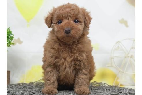 成約済の千葉県のトイプードル-221259の4枚目