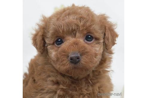 成約済の千葉県のトイプードル-221259