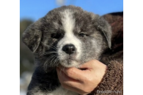販売中の富山県の秋田犬-221262