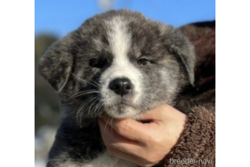 成約済の富山県の秋田犬-221262