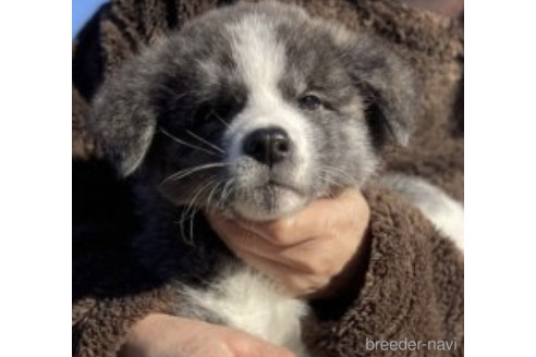 成約済の富山県の秋田犬-221262の2枚目