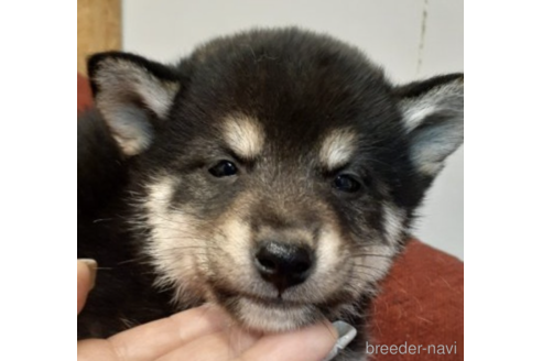 成約済の富山県の柴犬-221263の4枚目