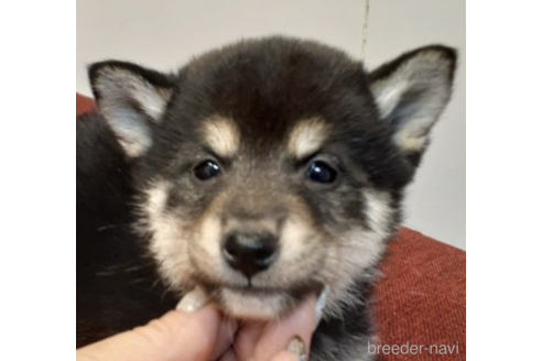 成約済の富山県の柴犬-221263の1枚目