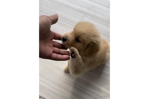 成約済の福岡県のゴールデンレトリーバー-217818の3枚目